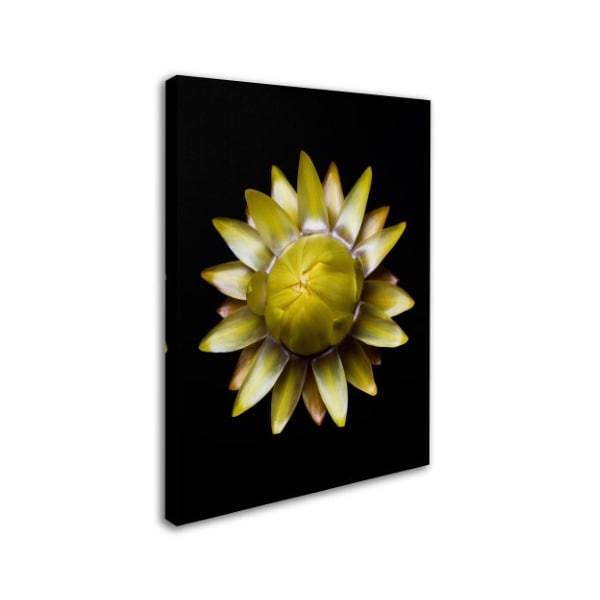 Lori Hutchison 'Yellow Straw Flower' Canvas Art,14x19